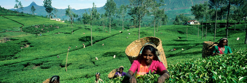 Sri Lanka Reiseziele | Nuwara Eliya