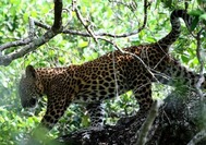 Sri Lanka Urlaub | Leopard im Yala Natioalpark