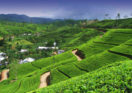 Tea estate1.jpg
