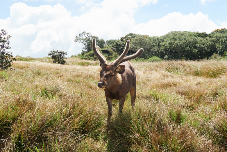 Sri Lanka | Horton Plains