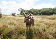 Sri Lanka Urlaub | Horton Plains