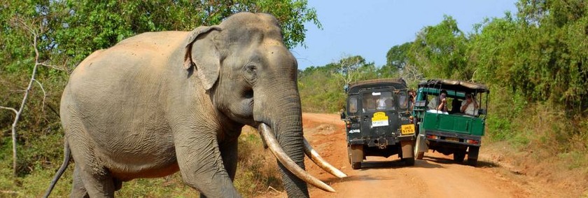 Sri Lanka Reiseziele | Yala National Park