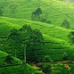 Sri Lanka | Nuwara Eliya Tee Plantage