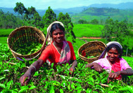 Sri Lanka Urlaub | Teepflckerinnen in Nuwara Eliya