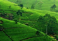Sri Lanka | Teeplantage Nuwara Eliya