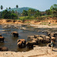 Sri Lanka | Elefanten Waisenhaus