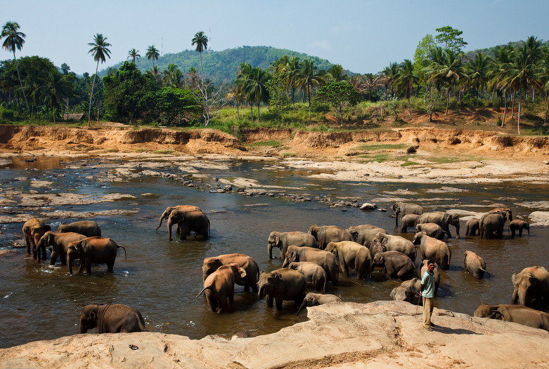 Sri Lanka | Elefanten Waisenhaus