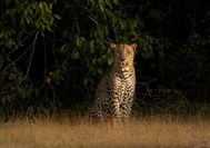 Gepard_3.jpg