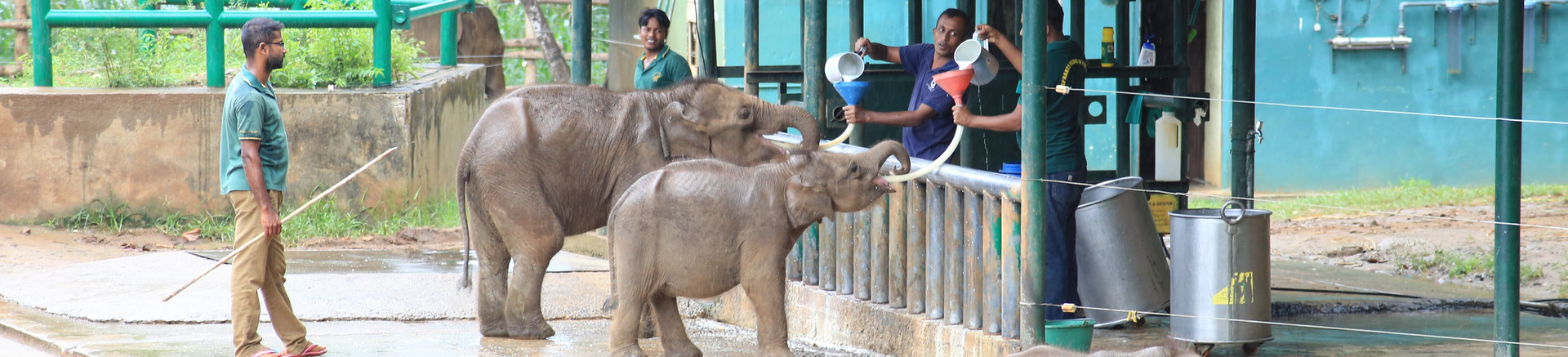 Elephant Transit Home