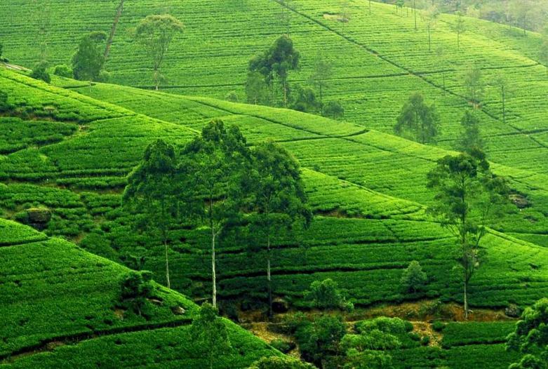 Sri Lanka | Nuwara Eliya Tee Plantage