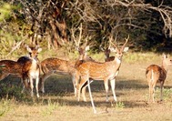Sri Lanka Urlaub | Tiere Rehe