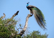 Sri Lanka Urlaub | Tiere Strauss