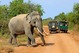 Sri Lanka Urlaub | Elefant im Yala Nationalpark