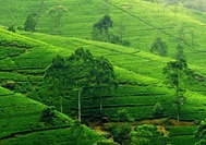 Sri Lanka | Nuwara Eliya Tee Plantage
