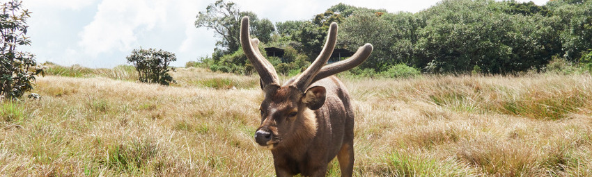 Sri Lanka Urlaub | Hirsch Horton Plains Sri Lanka Urlaub | Hirsch Horton Plains