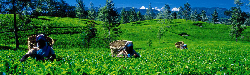 Sri Lanka Urlaub | Teefelder Sri Lanka Urlaub | Teefelder