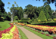 Sri Lanka Urlaub| Botanical Garden of Peradeniya in Kandy