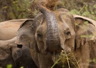 Sri Lanka Urlaub | Tiere Elefant