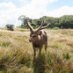 Sri Lanka | Horton Plains