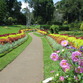 Sri Lanka | Botanischer Garten in Kandy